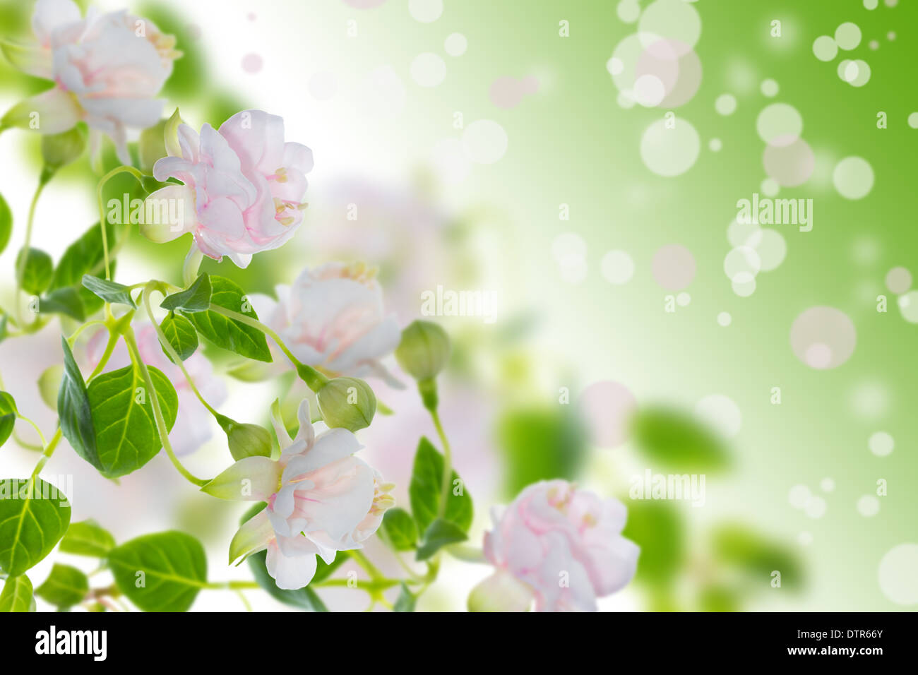 blooming beautiful soft pink double fuchsia flower `Frank Unswort`  on blur green background Stock Photo